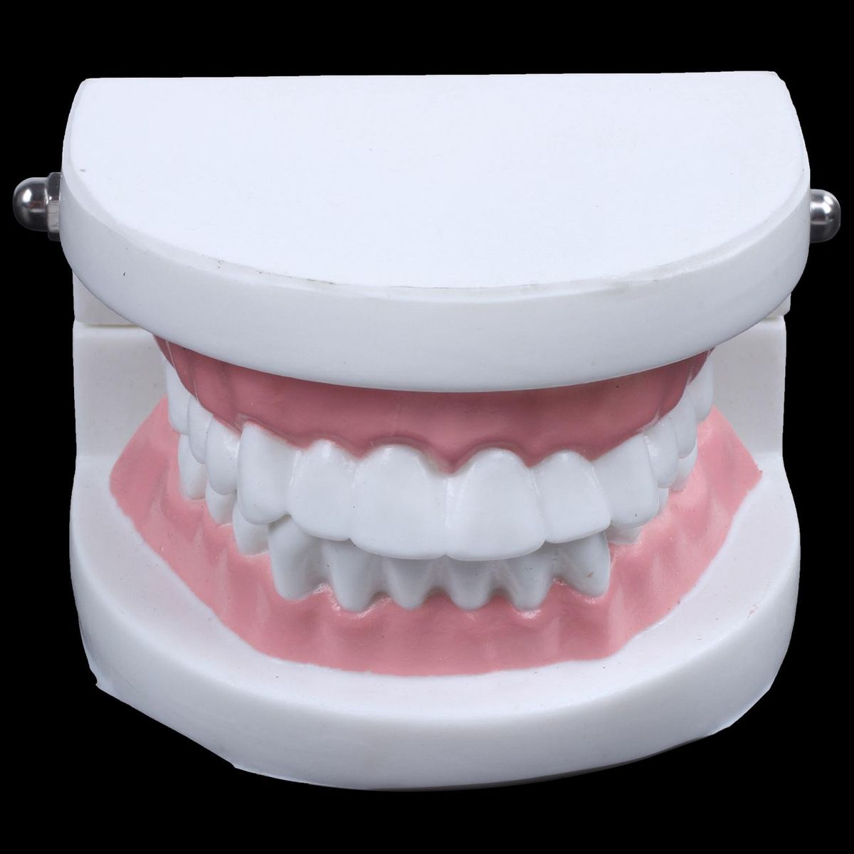 Dentist dentist tooth model teach Pink gummy gums standard