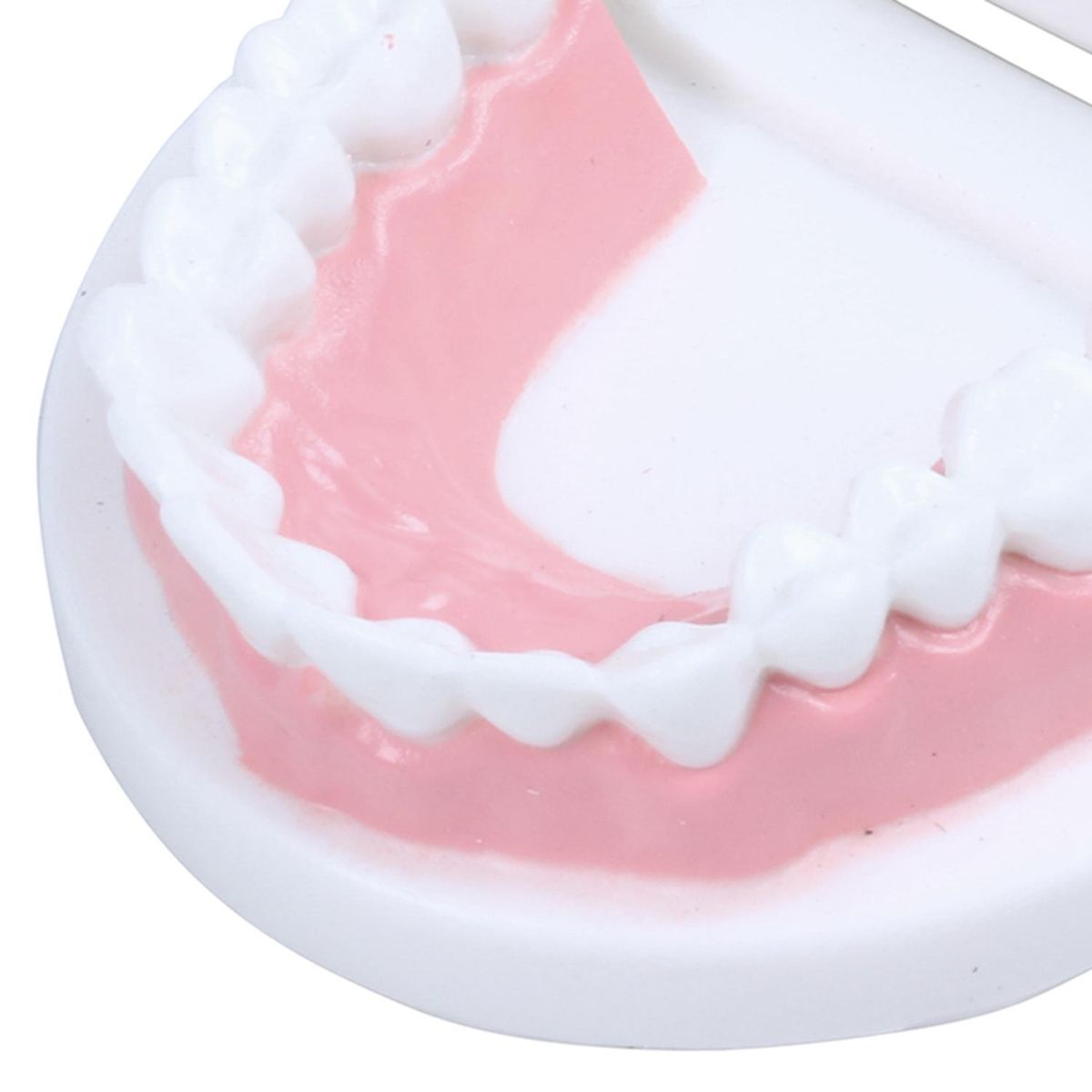 Dentist dentist tooth model teach Pink gummy gums standard