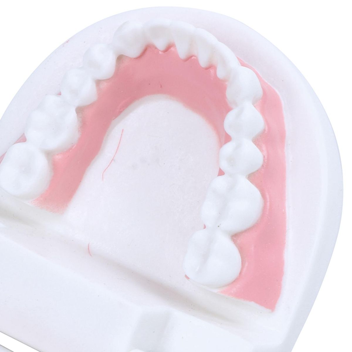 Dentist dentist tooth model teach Pink gummy gums standard