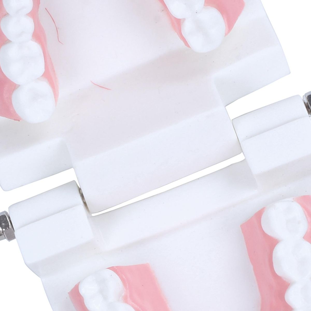 Dentist dentist tooth model teach Pink gummy gums standard