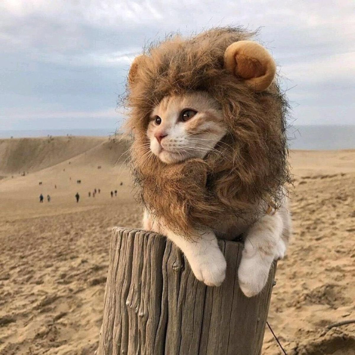 Funny Cute Cat Lion Mane Wig Warm Hoodie Cosplay With Ears Pet S