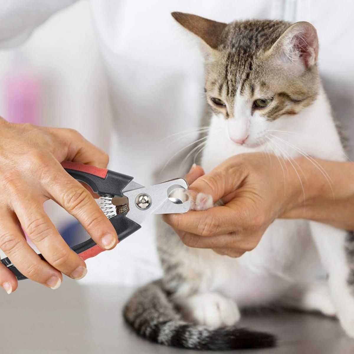 Pet nail trimmer clipper made of stainless steel for pet care of dogs, cats, rabbits, rabbits etc.