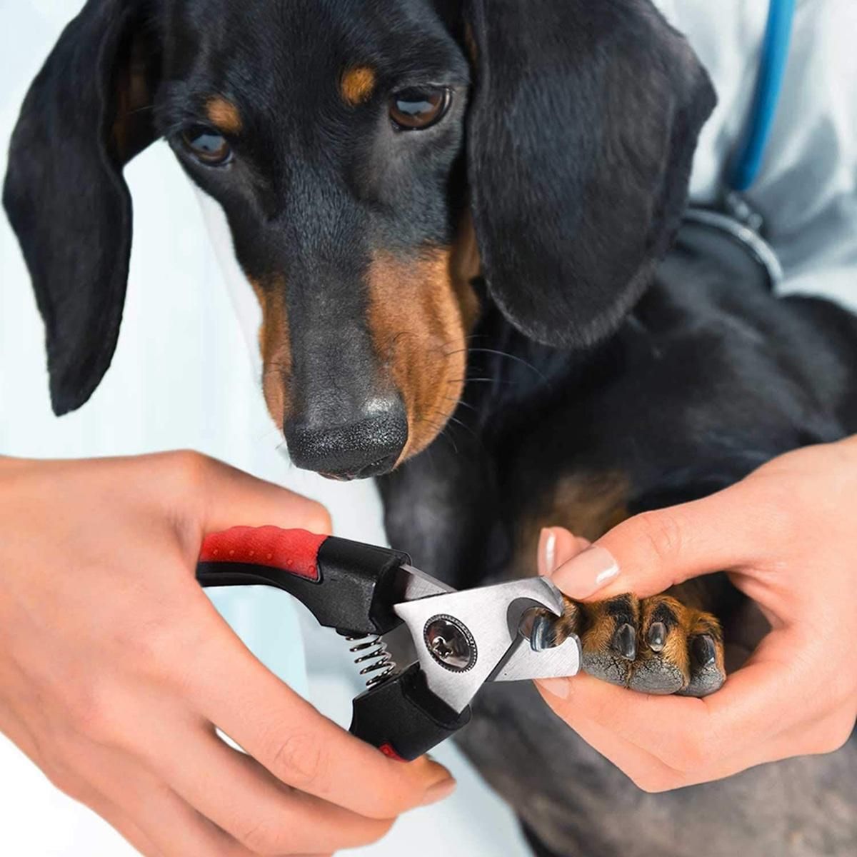 Pet nail trimmer clipper made of stainless steel for pet care of dogs, cats, rabbits, rabbits etc.