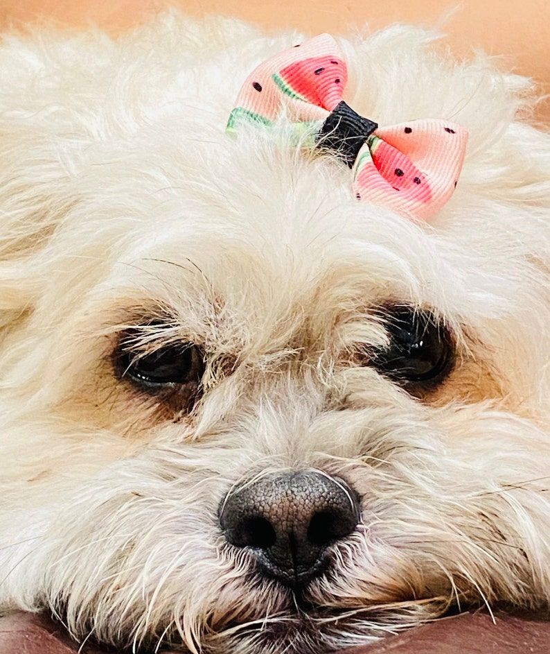 6 Pieces Colourful Pet Bowknot Rubber Band Hair Bow