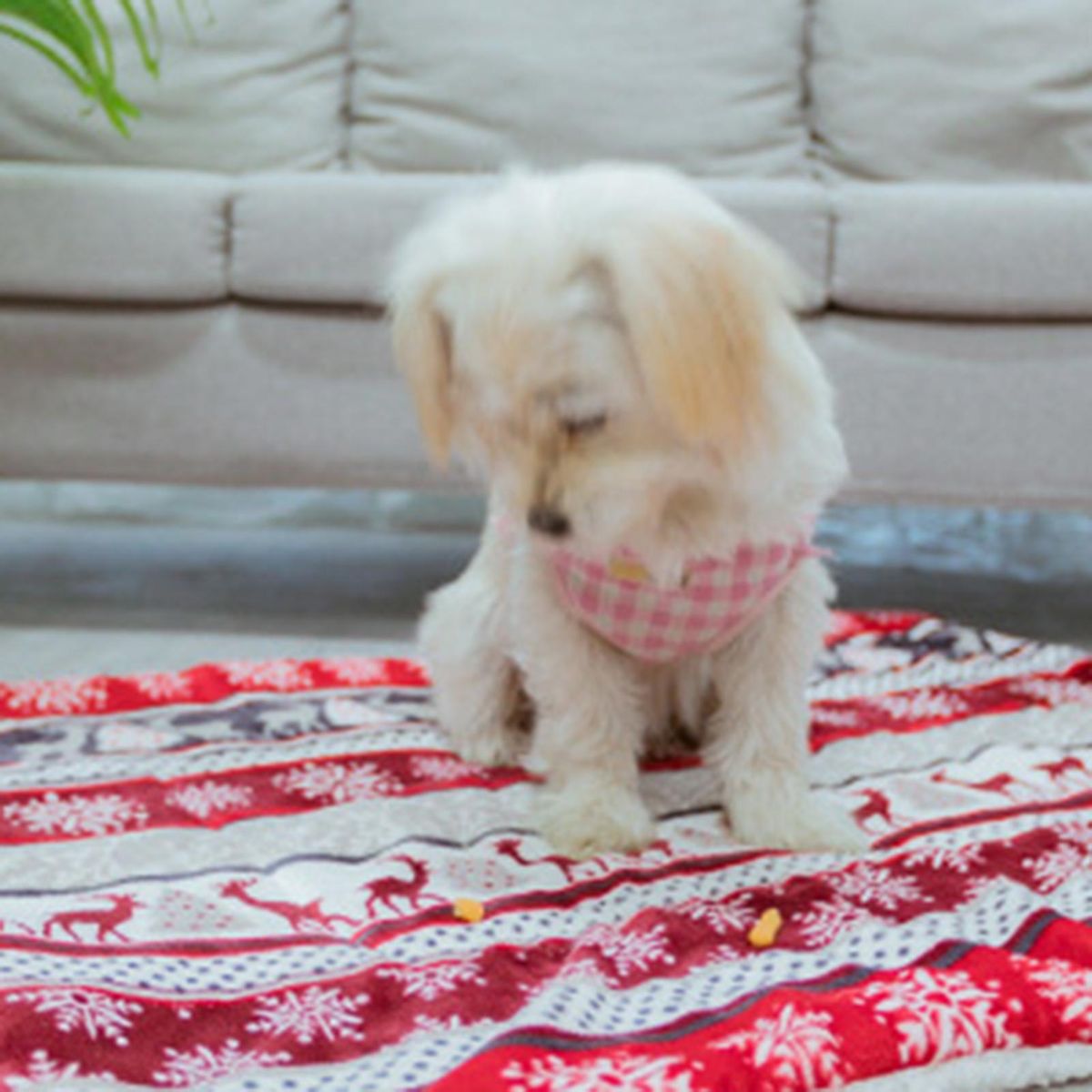 Pet Cushion Cat Blanket Warm Puppy Mat