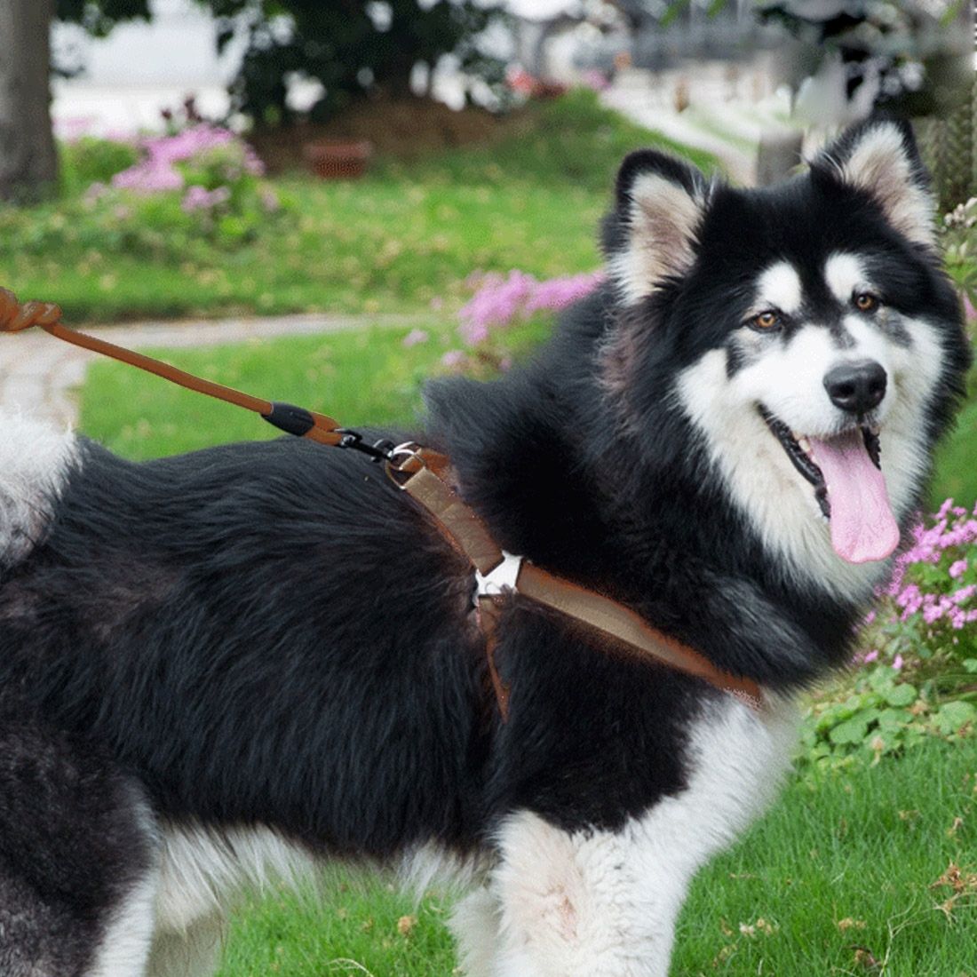 Pet Dog Collar + Harness + Leash Three Sets