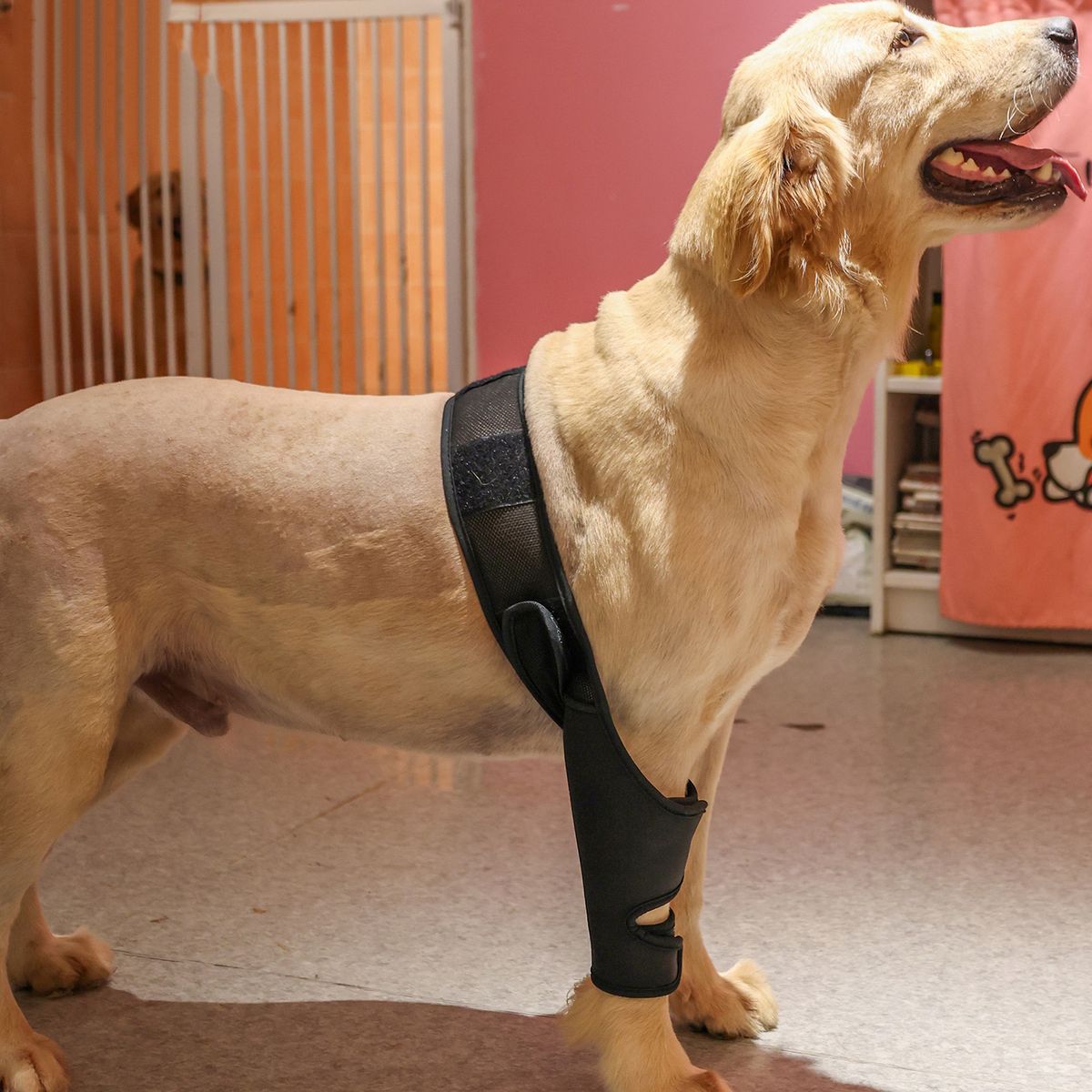 Dog Recovery Sleeve Front Rear Leg Support Brace For Injury