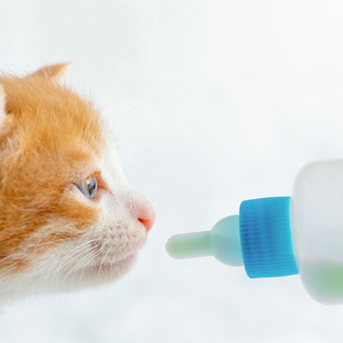 Cat Dog Milk Bottle Pet Puppy Kitten Baby Animal Feeding Bottle