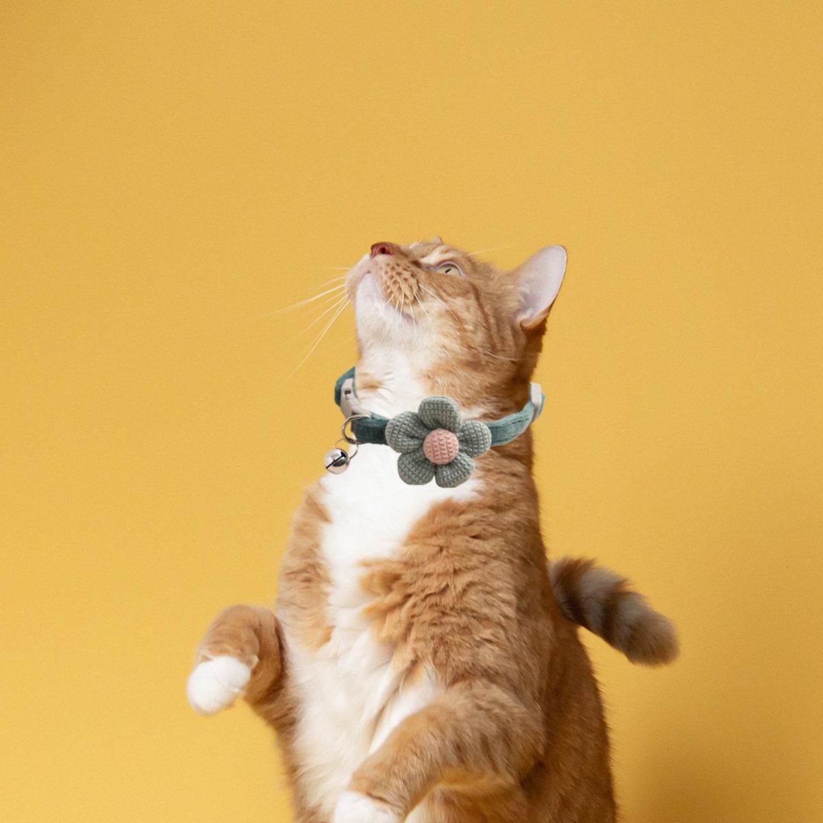 Cat Choker Necklace With  Collars Bell Dark Green
