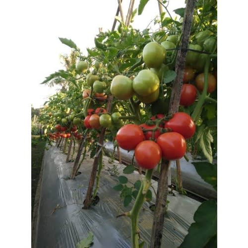 Hybrid Tomato Seeds - 5g - 5Sachets