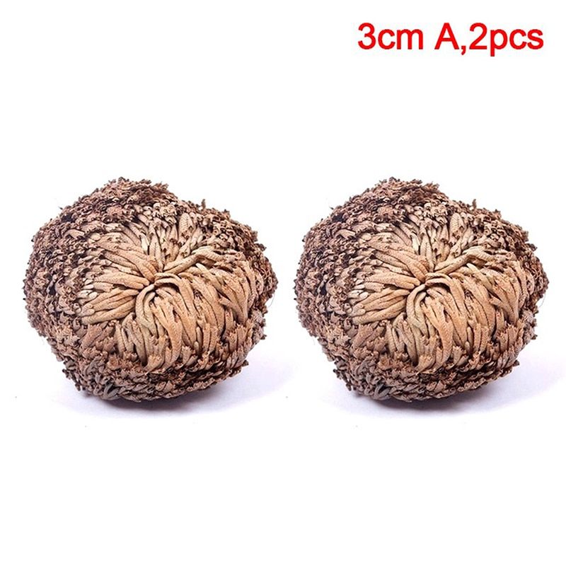 New Resurrection Plant Air Fern Selaginella Moss Immortalized GrDry Leaves A