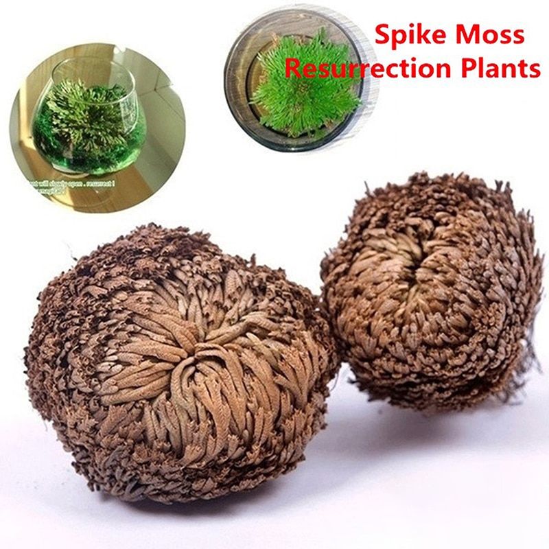 New Resurrection Plant Air Fern Selaginella Moss Immortalized GrDry Leaves A