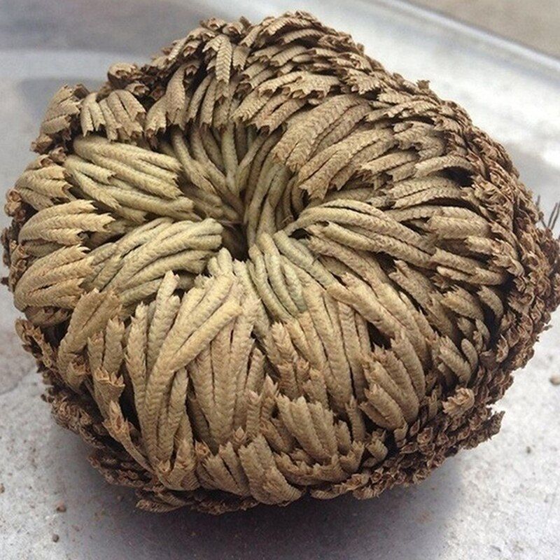 New Resurrection Plant Air Fern Selaginella Moss Immortalized GrDry Leaves A