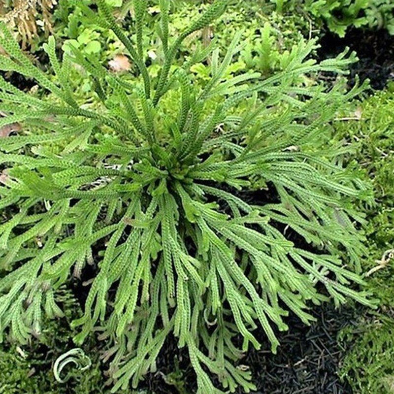 New Resurrection Plant Air Fern Selaginella Moss Immortalized GrDry Leaves A