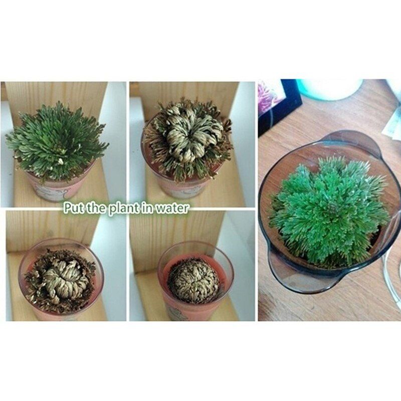 New Resurrection Plant Air Fern Selaginella Moss Immortalized GrDry Leaves A