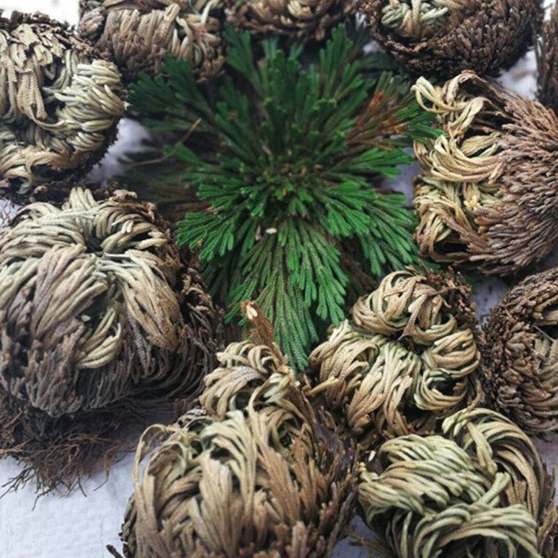 New Resurrection Plant Air Fern Selaginella Moss Immortalized GrDry Leaves A