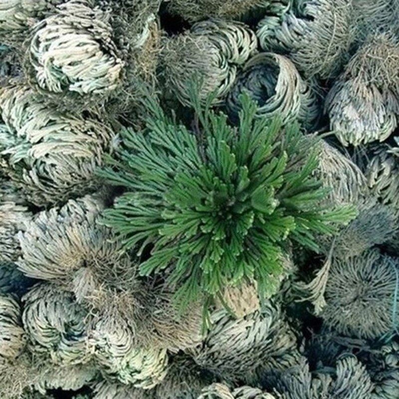 New Resurrection Plant Air Fern Selaginella Moss Immortalized GrDry Leaves A