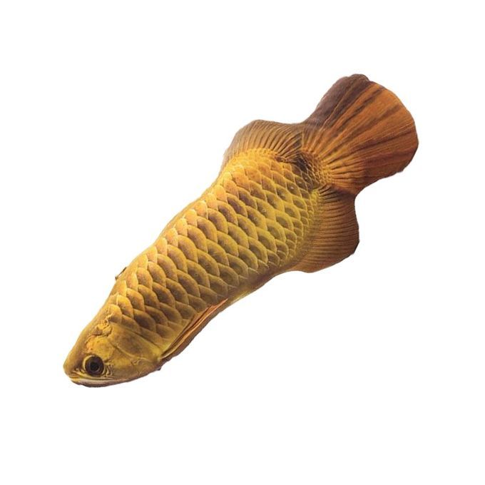 Cat Toy Simulation Fish Pet Plush Mint Funny Stick-Arowana-