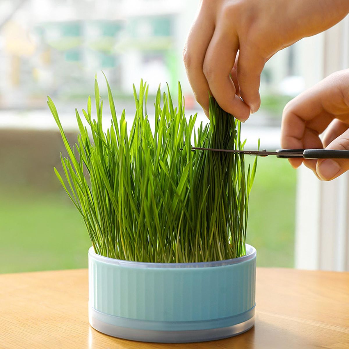 Box Seed  Tray For Garden Blue