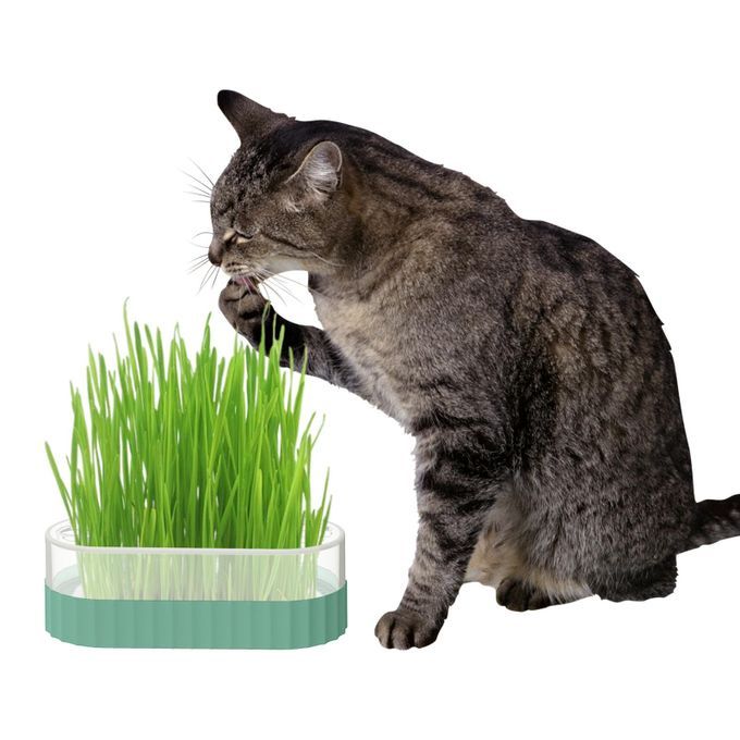 Sprouter Tray Wheatgrass Grower With Lid Sprouting Container Blue