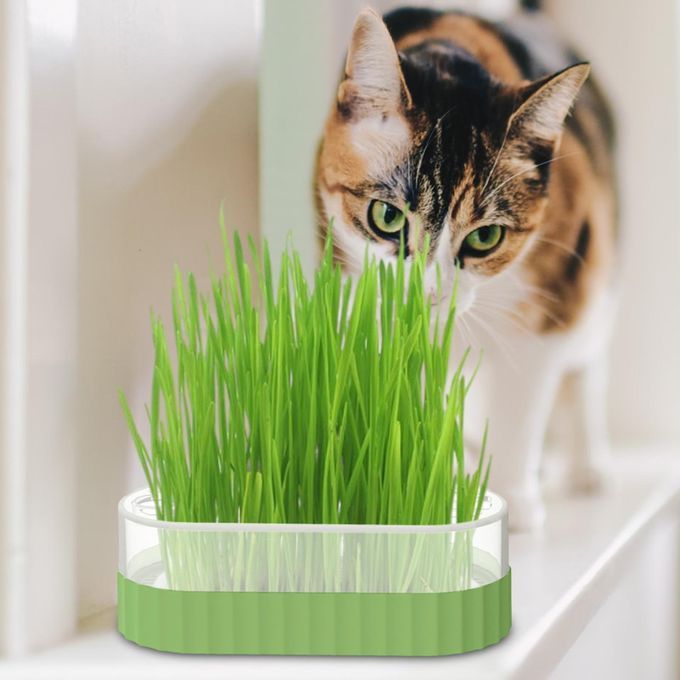 Sprouter Tray Nursery Tray Catnip Cultivation Box Pet Cat Green