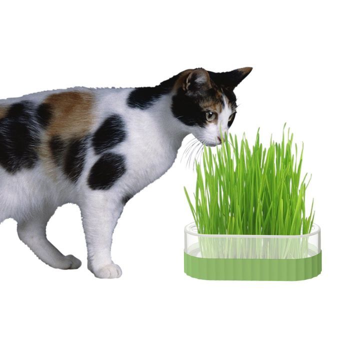Sprouter Tray Nursery Tray Catnip Cultivation Box Pet Cat Green