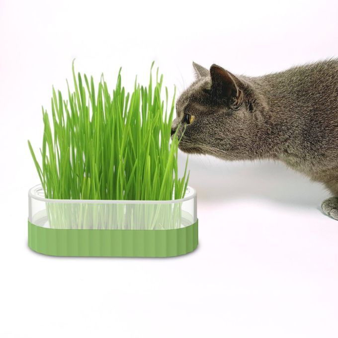 Sprouter Tray Nursery Tray Catnip Cultivation Box Pet Cat Green