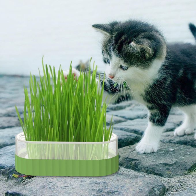 Sprouter Tray Nursery Tray Catnip Cultivation Box Pet Cat Green
