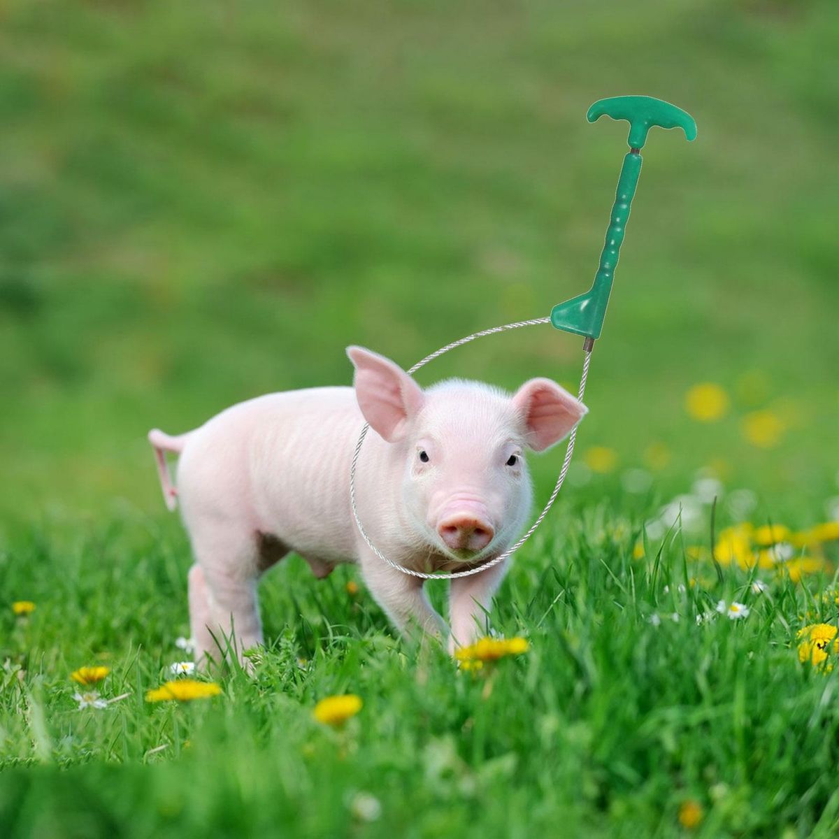 Pig Holder Catcher Stockbreeding Tool For Abs Handle
