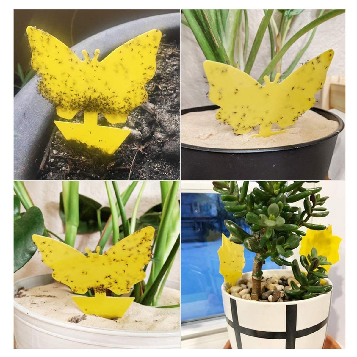 10Pcs Fungus Gnat Traps Bright Yellow with Glue Flying Insects Drawing for Indoor Outdoor Plant