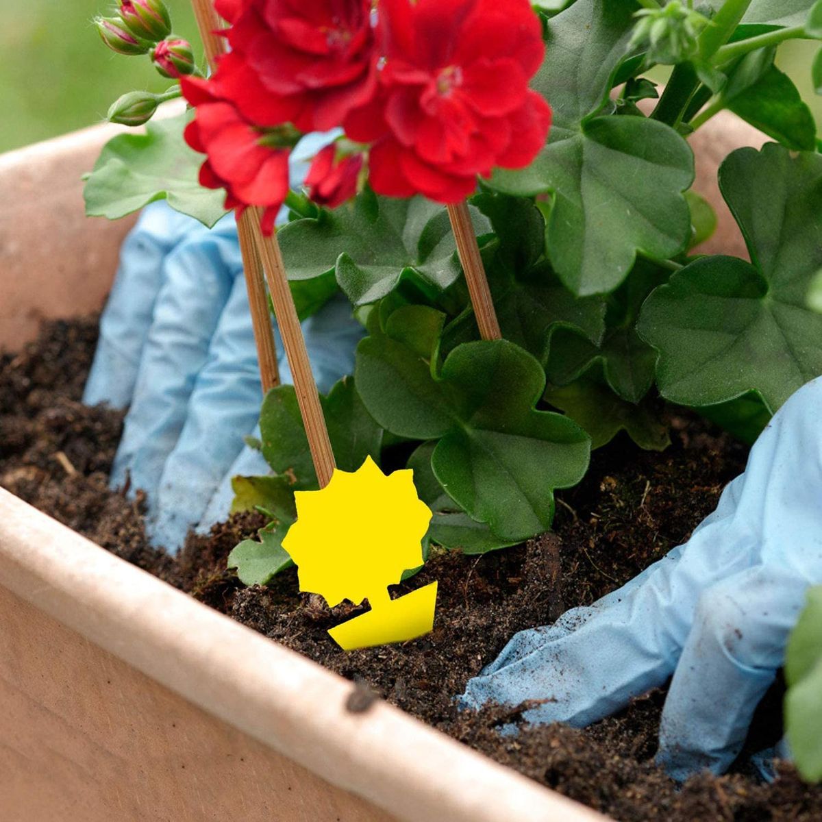 10Pcs Fungus Gnat Traps Bright Yellow with Glue Flying Insects Drawing for Indoor Outdoor Plant