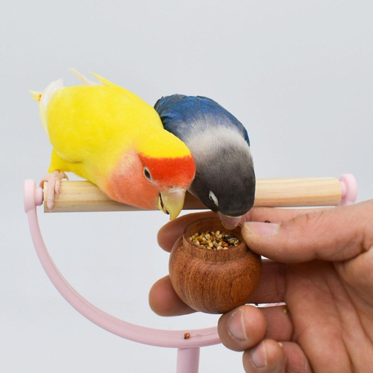 Bird Feeding Utensils Mini Storage Tank Parrot Feeder Wooden Color