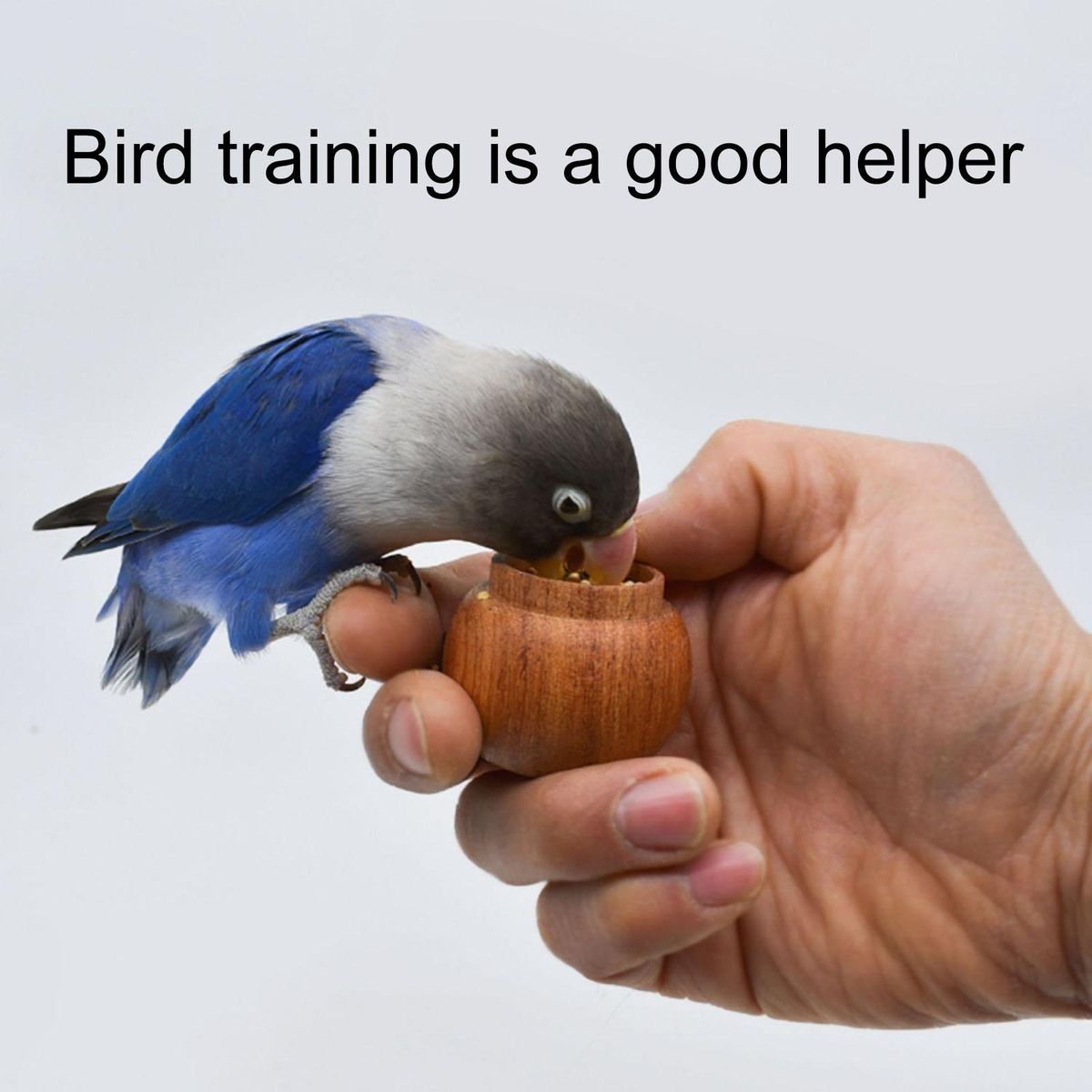 Bird Feeding Utensils Mini Storage Tank Parrot Feeder Wooden Color