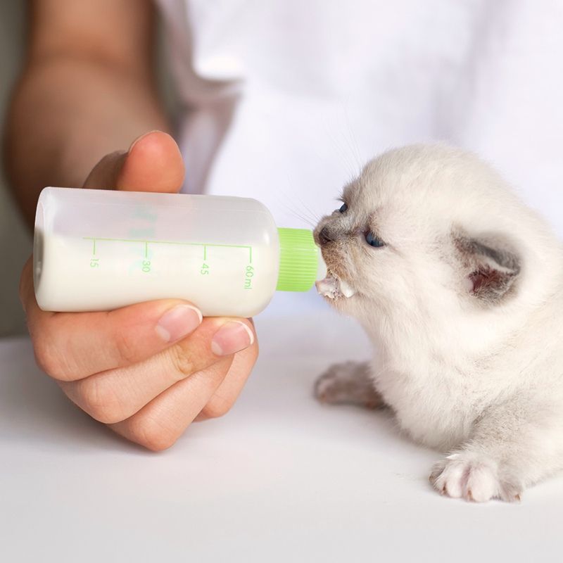 Pet Feeder