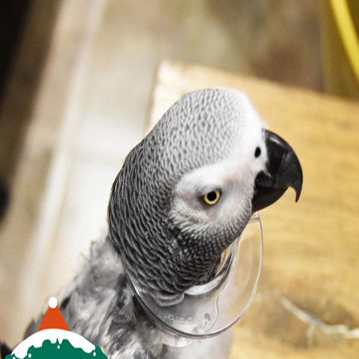 Parrot Supplies Bird Collar For Parakeet Wound Rodents