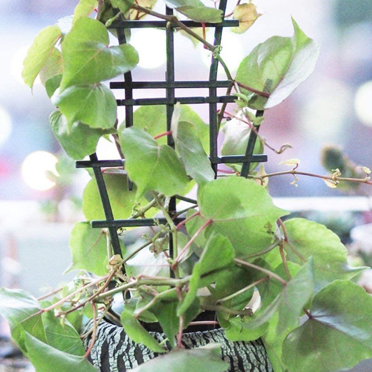 Garden Trellis Plastics Superimposed Climbing Plants Support