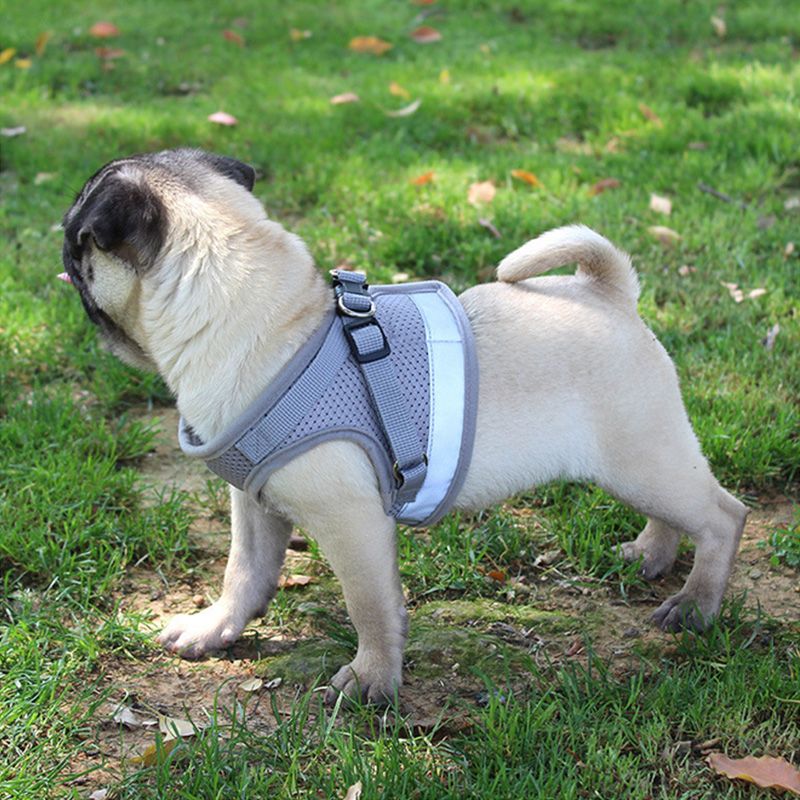 Pets Collar Leash Dog Rope Pet Chain