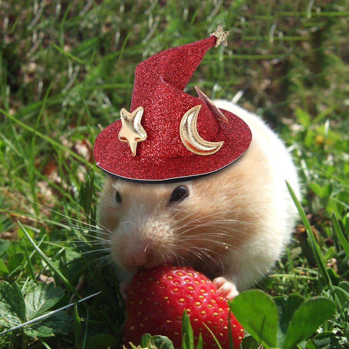 Pet Hats Funny  Headwear Plush Headgear With Red