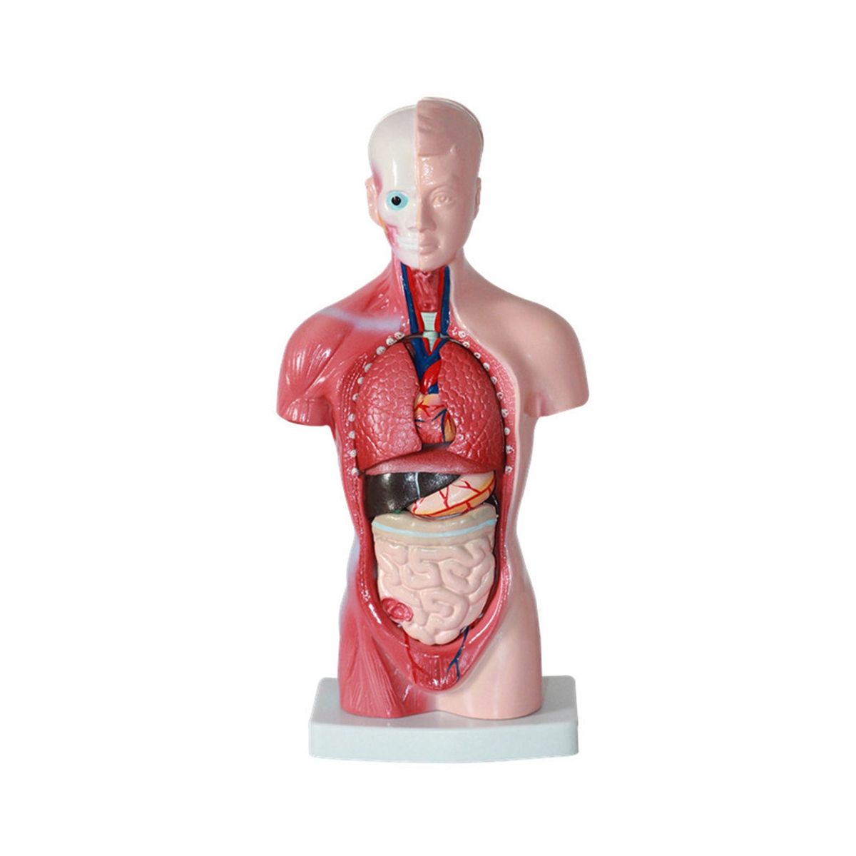 11 Inch Human Torso Body Model Anatomy Anatomical Internal Organs