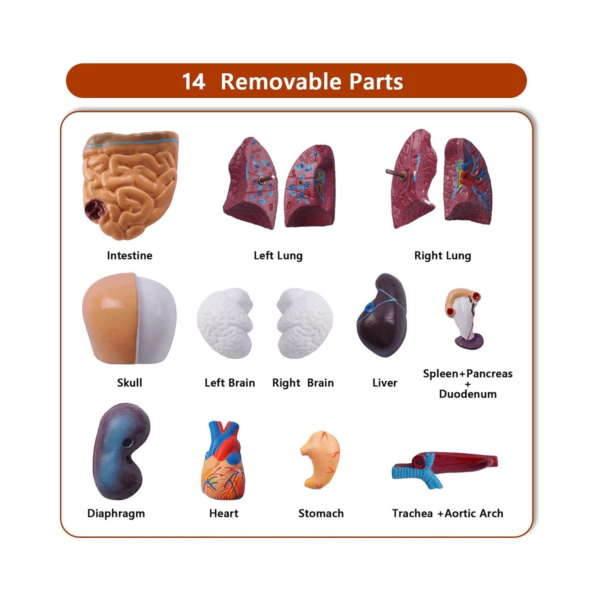 11 Inch Human Torso Body Model Anatomy Anatomical Internal Organs