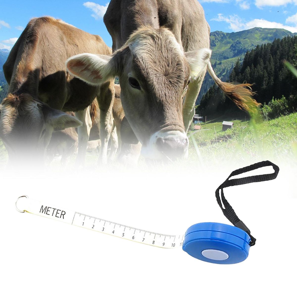 Weight Measure   For Body Measurements Equipment