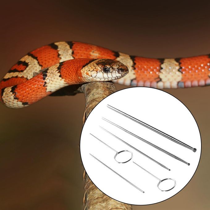 Set Of 6 Snake Gender Detector Kit Easy To Carry Compact Premium With