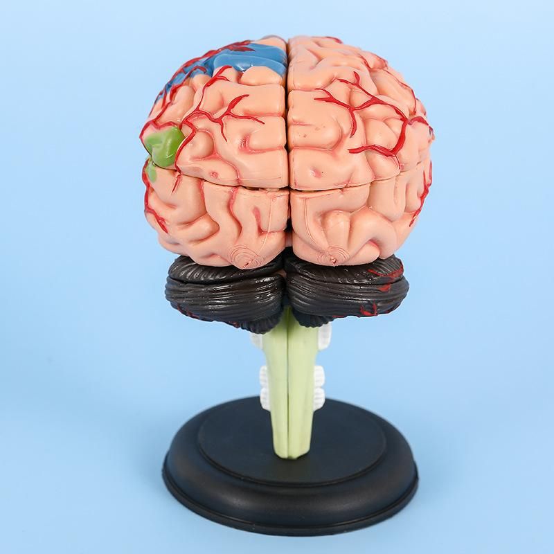 Medical 4D assembled brain model brain structure anatomy detachable model teaching educational toys