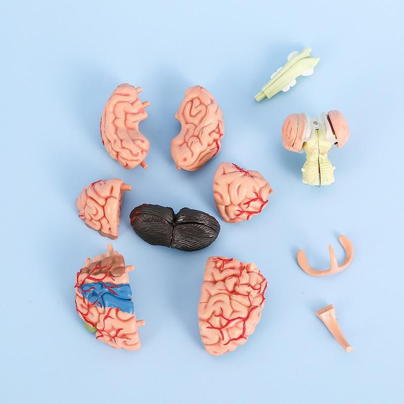 Medical 4D assembled brain model brain structure anatomy detachable model teaching educational toys
