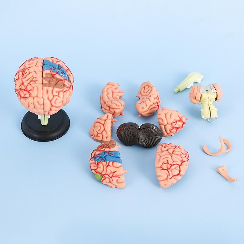 Medical 4D assembled brain model brain structure anatomy detachable model teaching educational toys