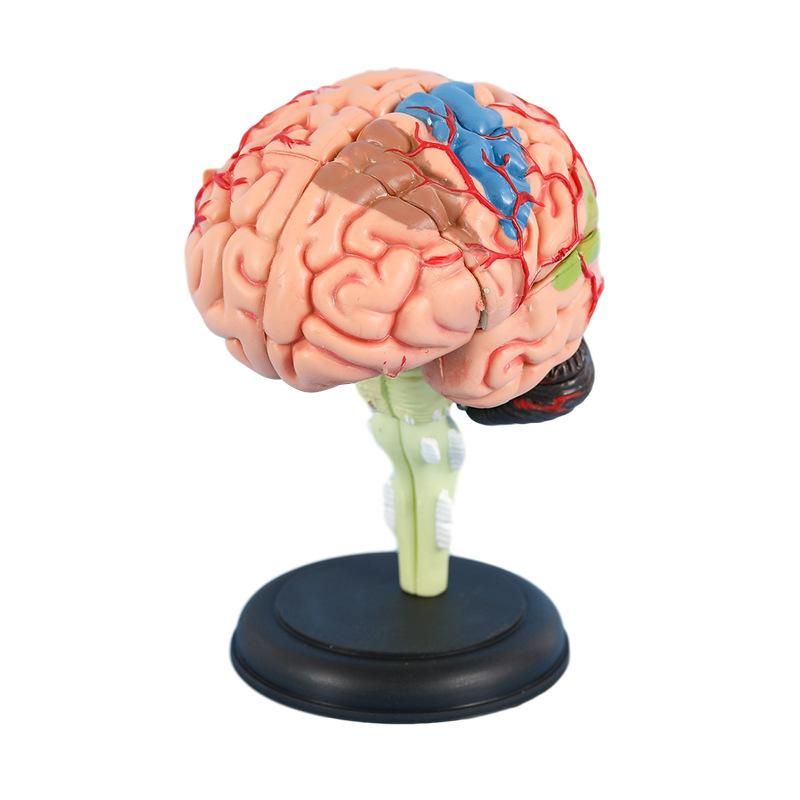Medical 4D assembled brain model brain structure anatomy detachable model teaching educational toys