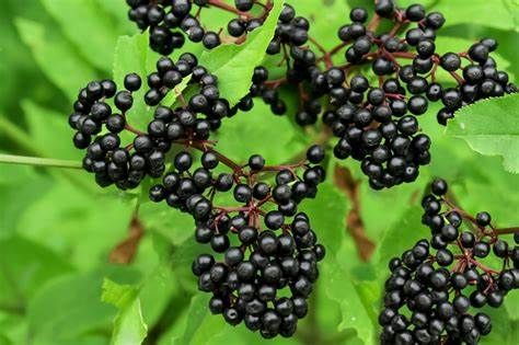 Organic Elderberry Seed -50g