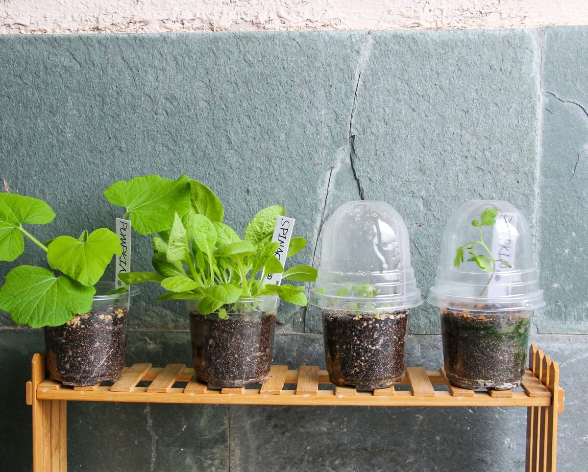 Clear Nursery Pots With Humidity Dome 30 Sets 4"