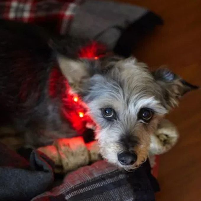 LED Dog Leash Light Up Puppy Lead Pet Traction Rope For Running Red S