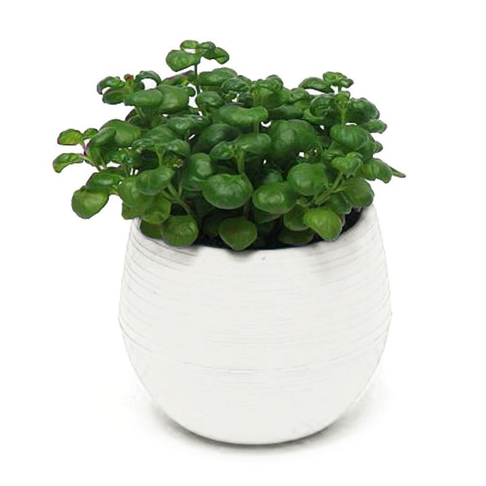 Cute Succulent Plants Flower Pot Saucer Tray Planter Home-